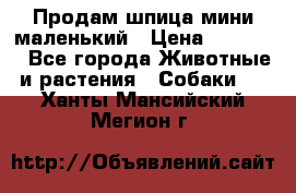 Продам шпица мини маленький › Цена ­ 15 000 - Все города Животные и растения » Собаки   . Ханты-Мансийский,Мегион г.